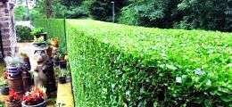 Hedge cutting